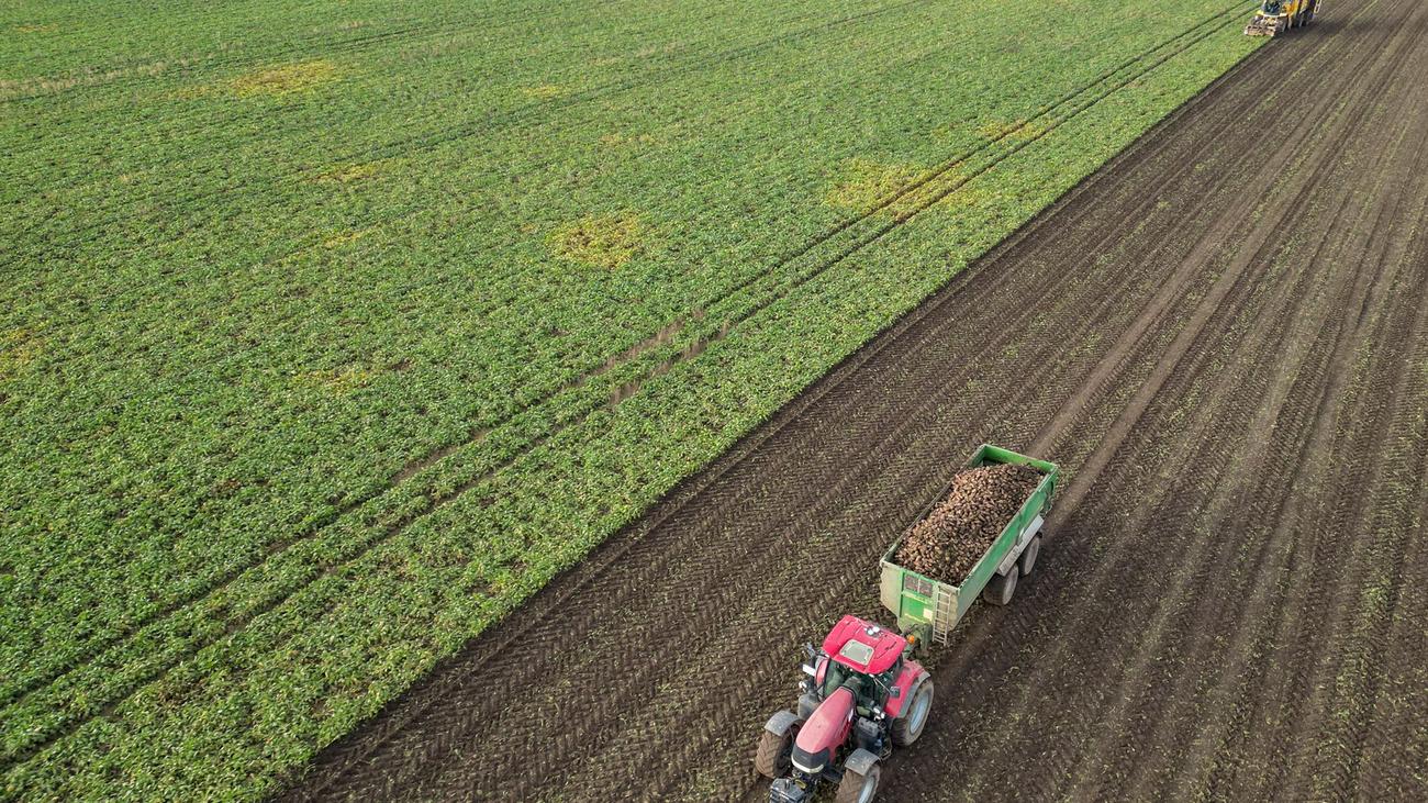 Landwirtschaft: Ernte in Sachsen-Anhalt unter schwierigen Vorzeichen