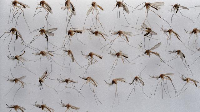 Insekten: Feuchte Sommer fördern Mücken - Fiese Plagegeister im Garten
