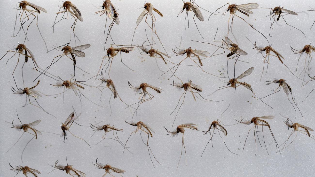 Insekten: Feuchte Sommer fördern Mücken - Fiese Plagegeister im Garten