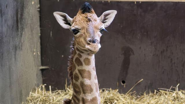 Tiere: Giraffennachwuchs in Schwerin musste eingeschläfert werden