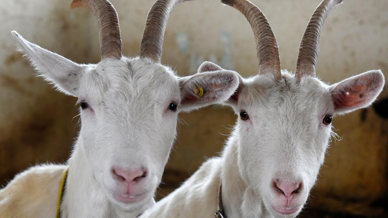 Tiere gequält?: Nach Fund von dutzenden toten Ziegen Prozess im November