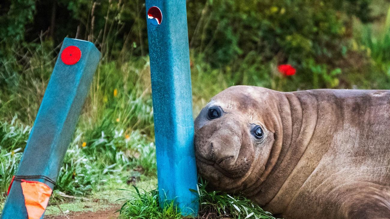 Internetstar in Australien: «Neil the Seal»: Wenn Fan-Liebe für Tiere zur Gefahr wird