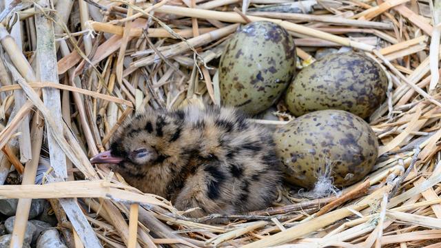 Tiere: Tierschutz am Limit - Aufnahmestopp für Vögel nach Hitze