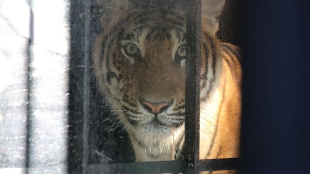 Tigers from German Enclosure Breakout Arrive in Spain