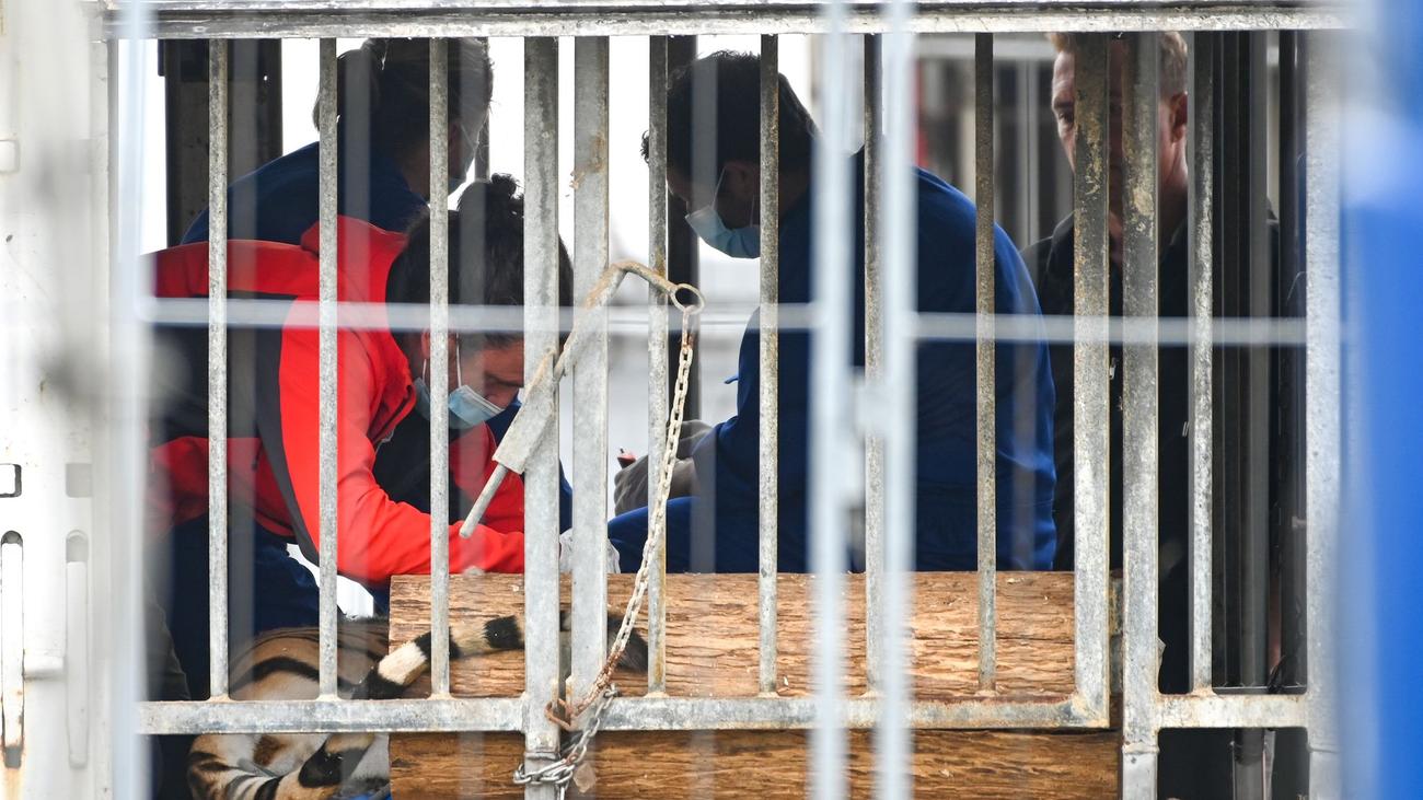 Nach Ausbruch aus Gehege: Tiger aus Sachsen sind in Spanien angekommen