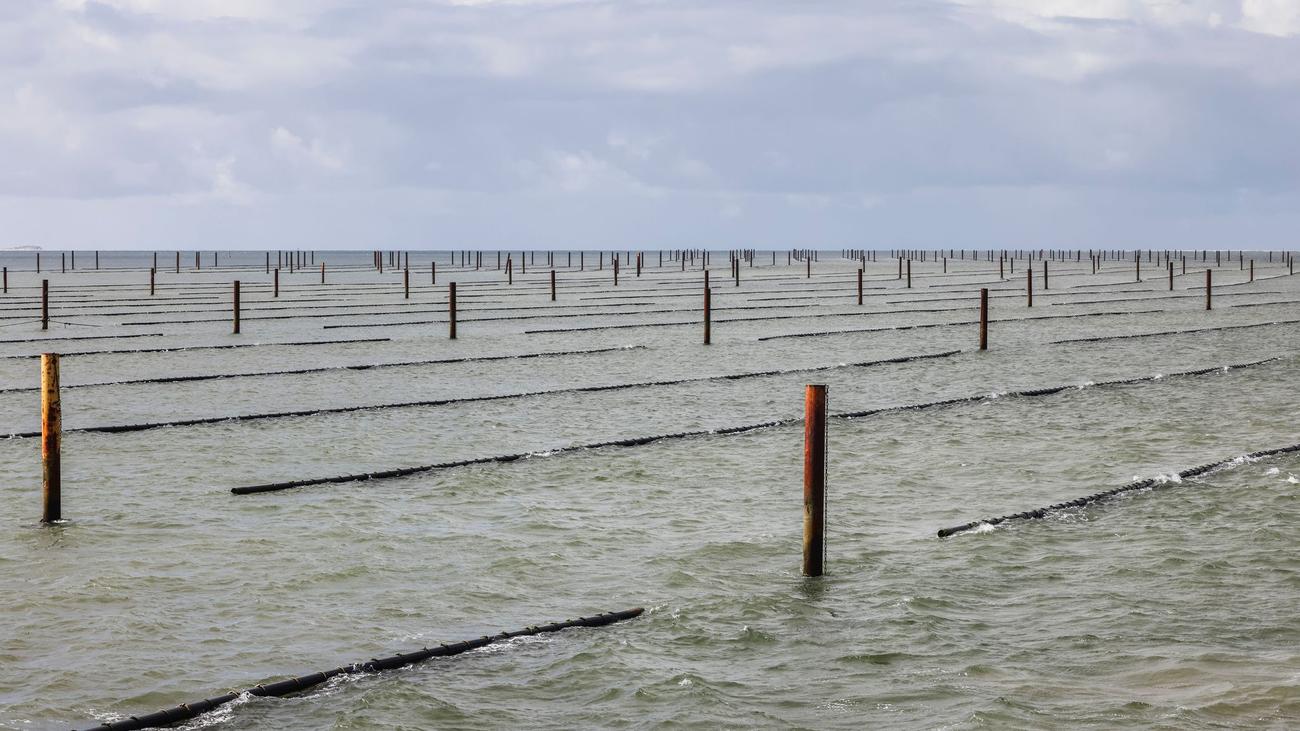 Aquakultur: Zum Saisonstart - Wissenswertes rund um die Muschelzucht