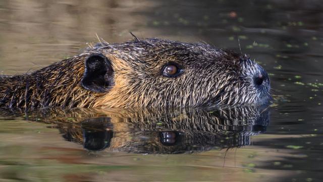 Invasive Art: Fast 1.000 Nutrias in Rheinland-Pfalz erlegt