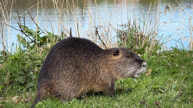Bundesjägertag in Suhl: Jäger erlegen hohe Anzahl an Nutrias