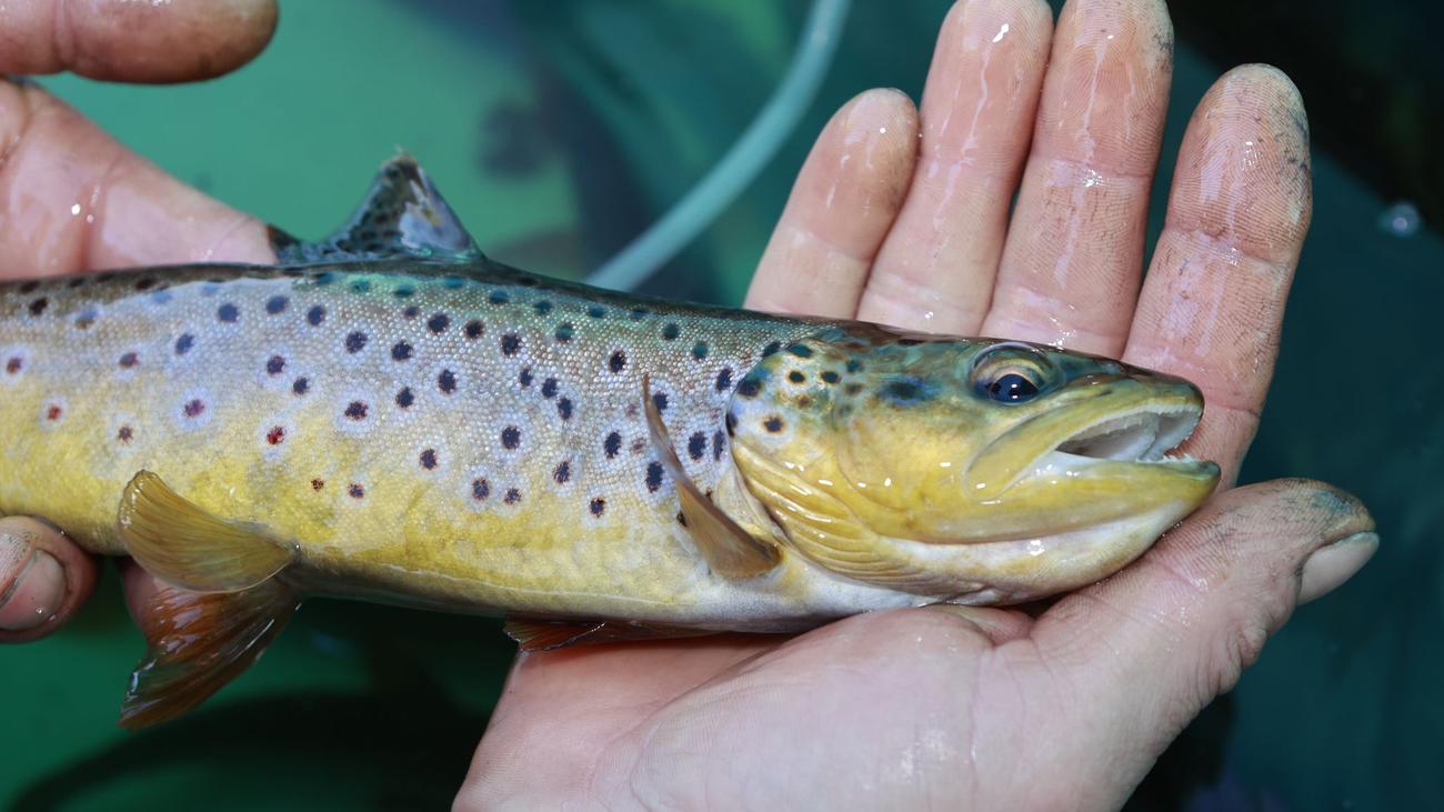 Natur: Tote Fische in der Ach entdeckt – Probe soll Ursache klären