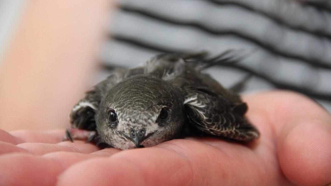 Tier-Notfälle: Vogelküken nach Hitzewelle in Not - Helfer am Limit
