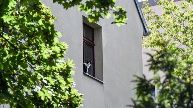Tiere: Katzen stürzen aus Fenstern - Berliner Tierheim warnt