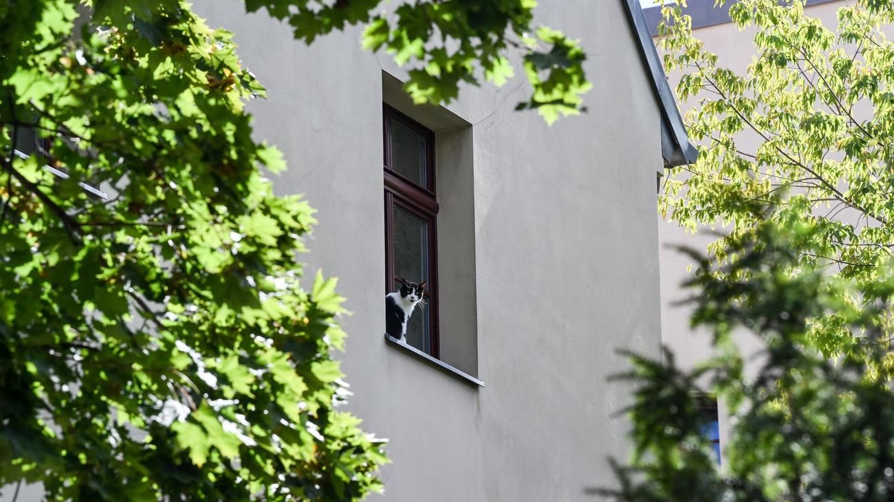 Tiere: Katzen stürzen aus Fenstern - Berliner Tierheim warnt