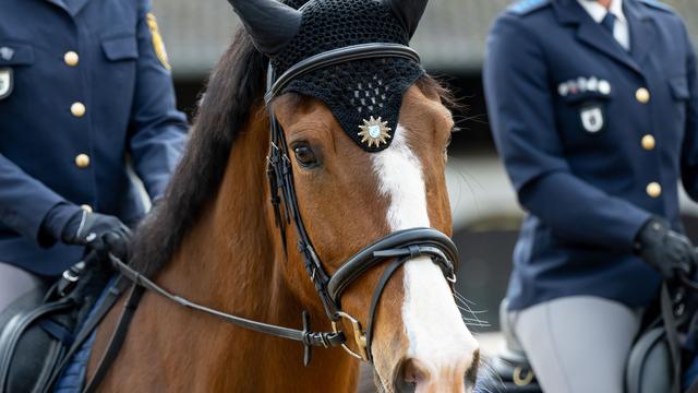 Unfälle: Polizeipferd läuft davon und verletzt Läuferin