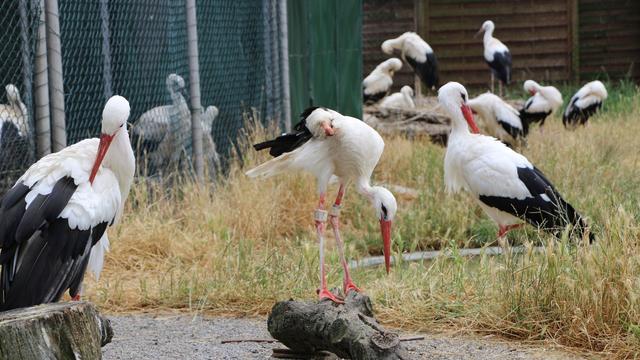 Hilfe für den Storch: Storchendorf Bornheim: Zwischen Nestern und Naturschutz