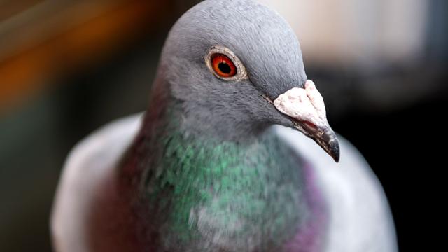Tierisches Diebesgut: Wertvolle Beute: Unbekannte stehlen Brieftauben