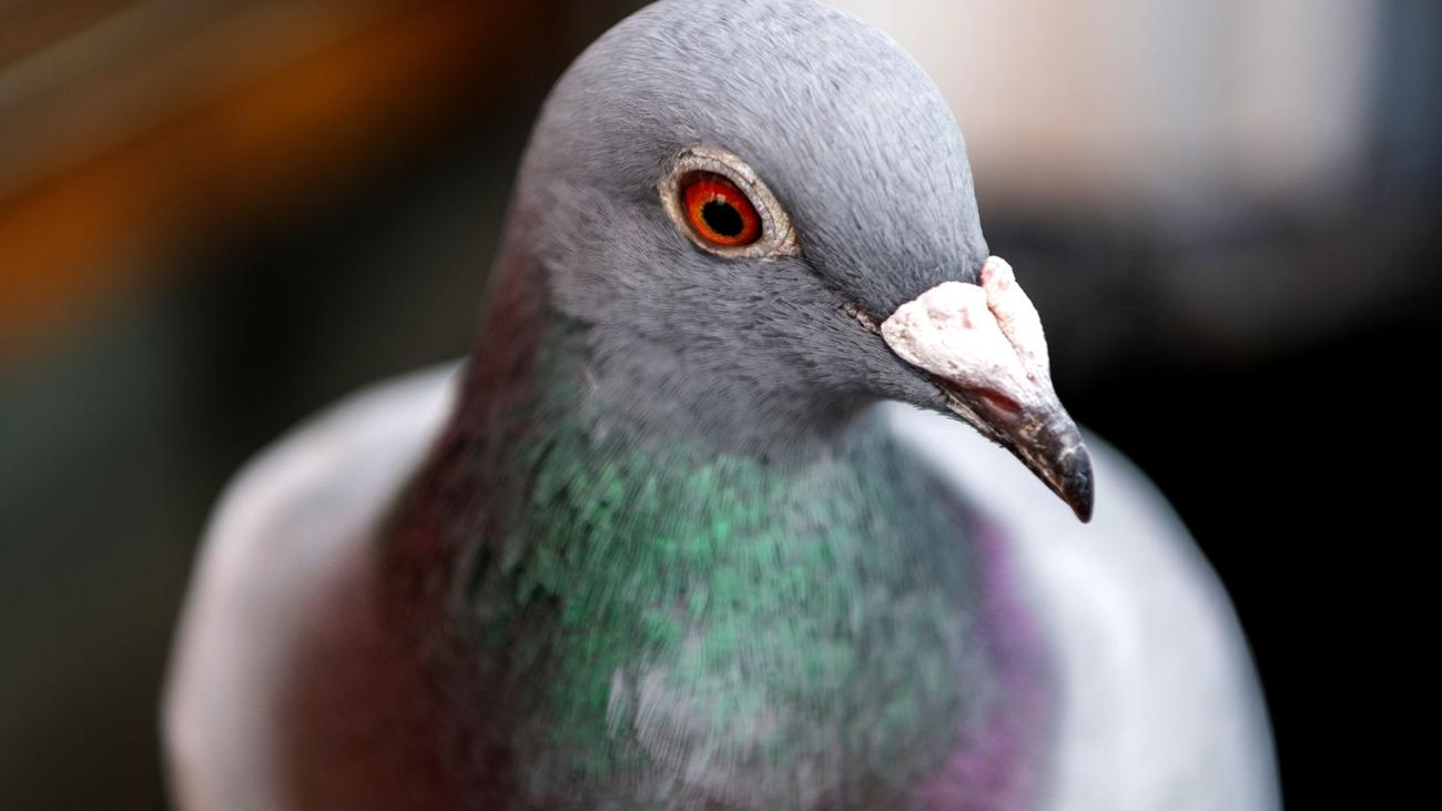 Tierisches Diebesgut: Wertvolle Beute: Unbekannte stehlen Brieftauben