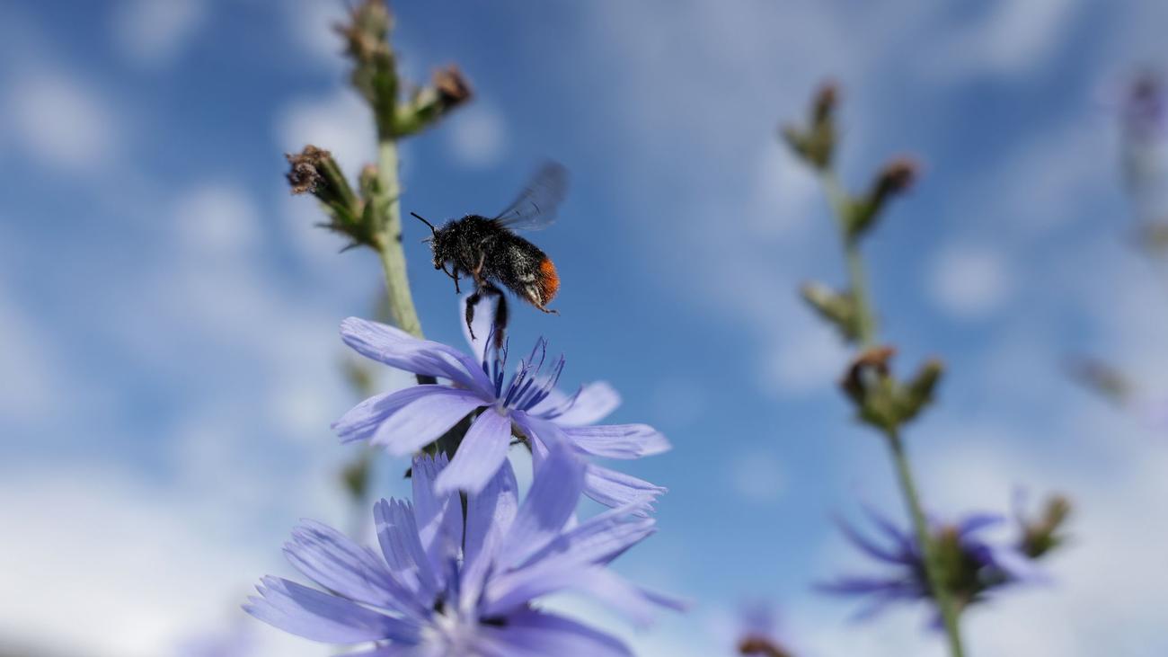 Wetterbericht: Wo im Südwesten es heute richtig sonnig werden soll