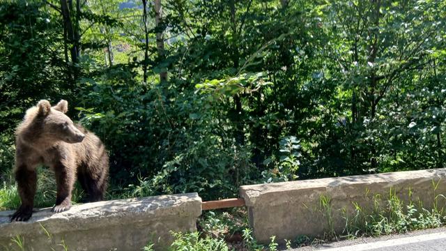 Bärensichtung: Bär in Thiersee gesichtet – Jäger finden keine Spuren