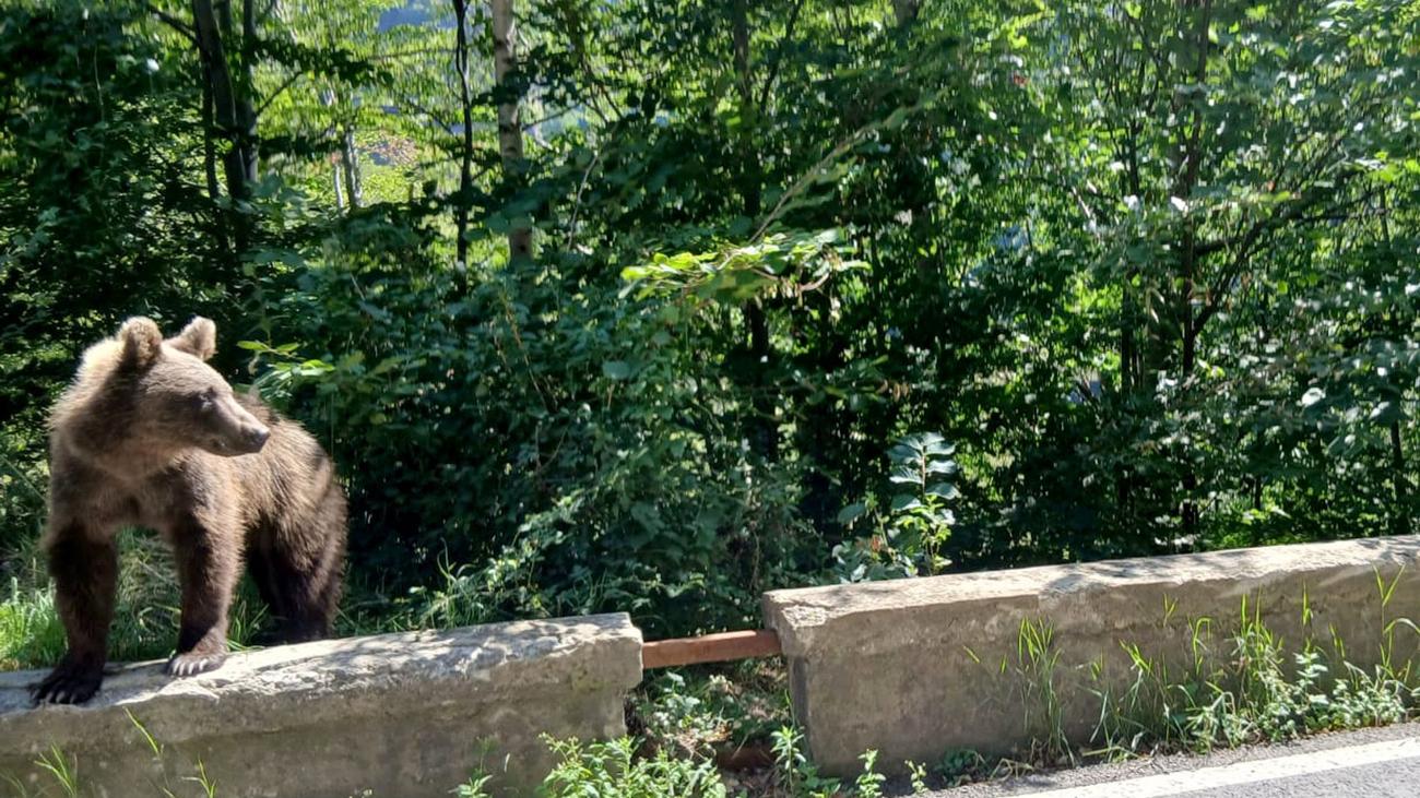 Bärensichtung: Bär in Thiersee gesichtet – Jäger finden keine Spuren