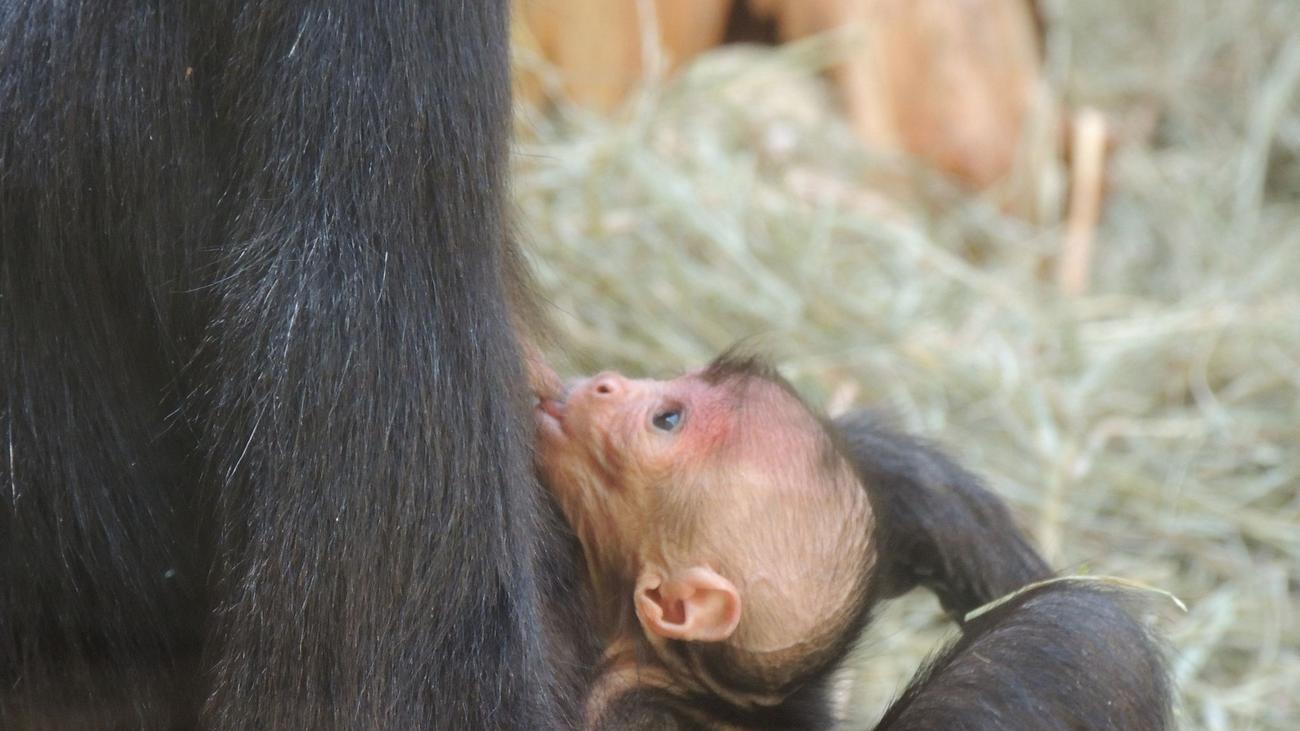 Bedrohte Tierarten: Ein Affenbaby und vier Mähnenschwein-Ferkel