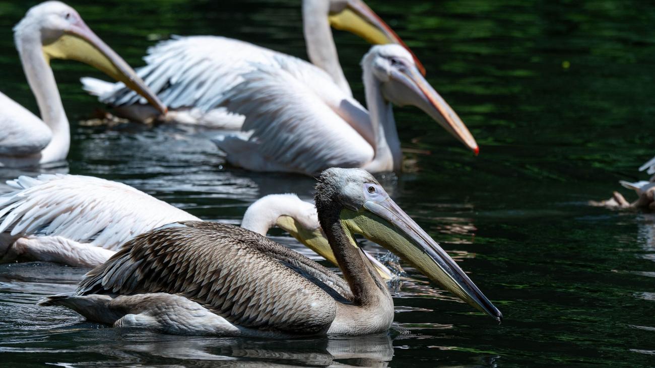 Wo kommt der Vogel her?: Fremder Pelikan in Stralsund - «er ist durchaus willkommen»