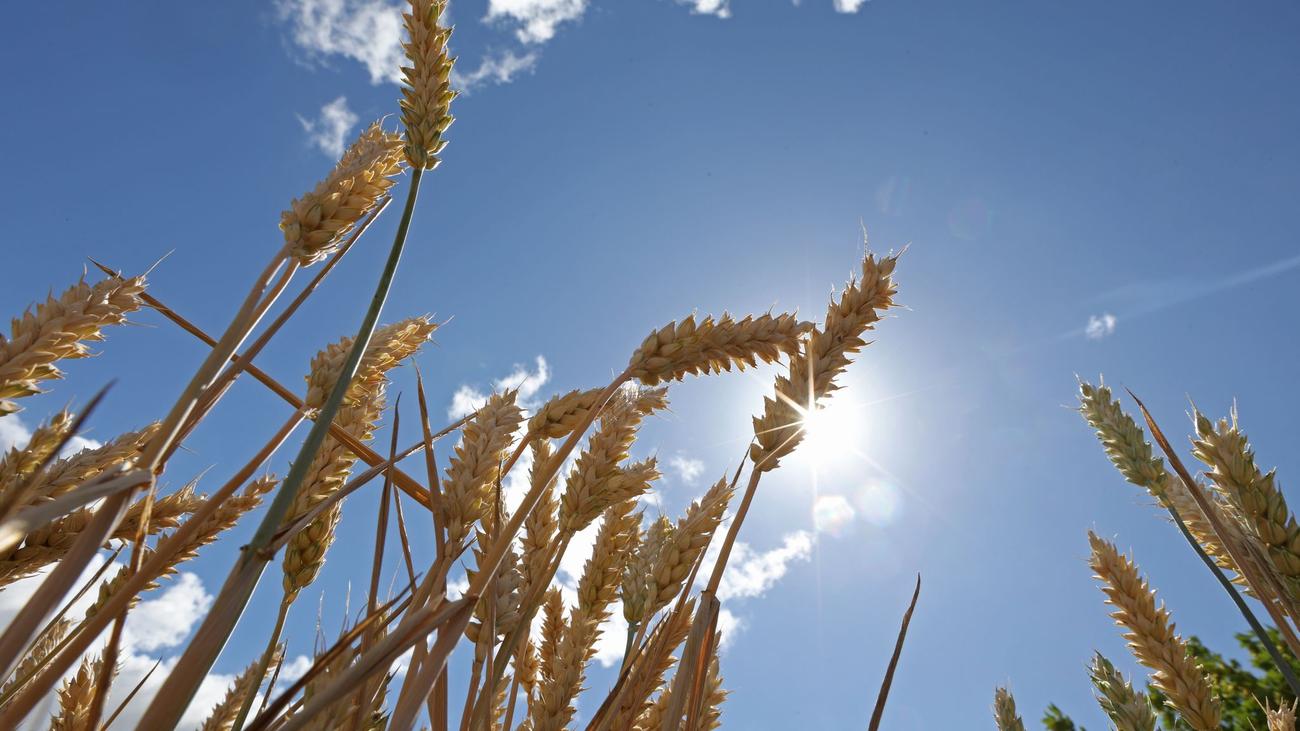 Wetter: Nach leichter Abkühlung kehrt der Sommer zurück