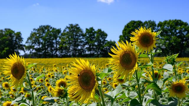 Sommerwetter: Hier wird es in den nächsten Tagen am wärmsten