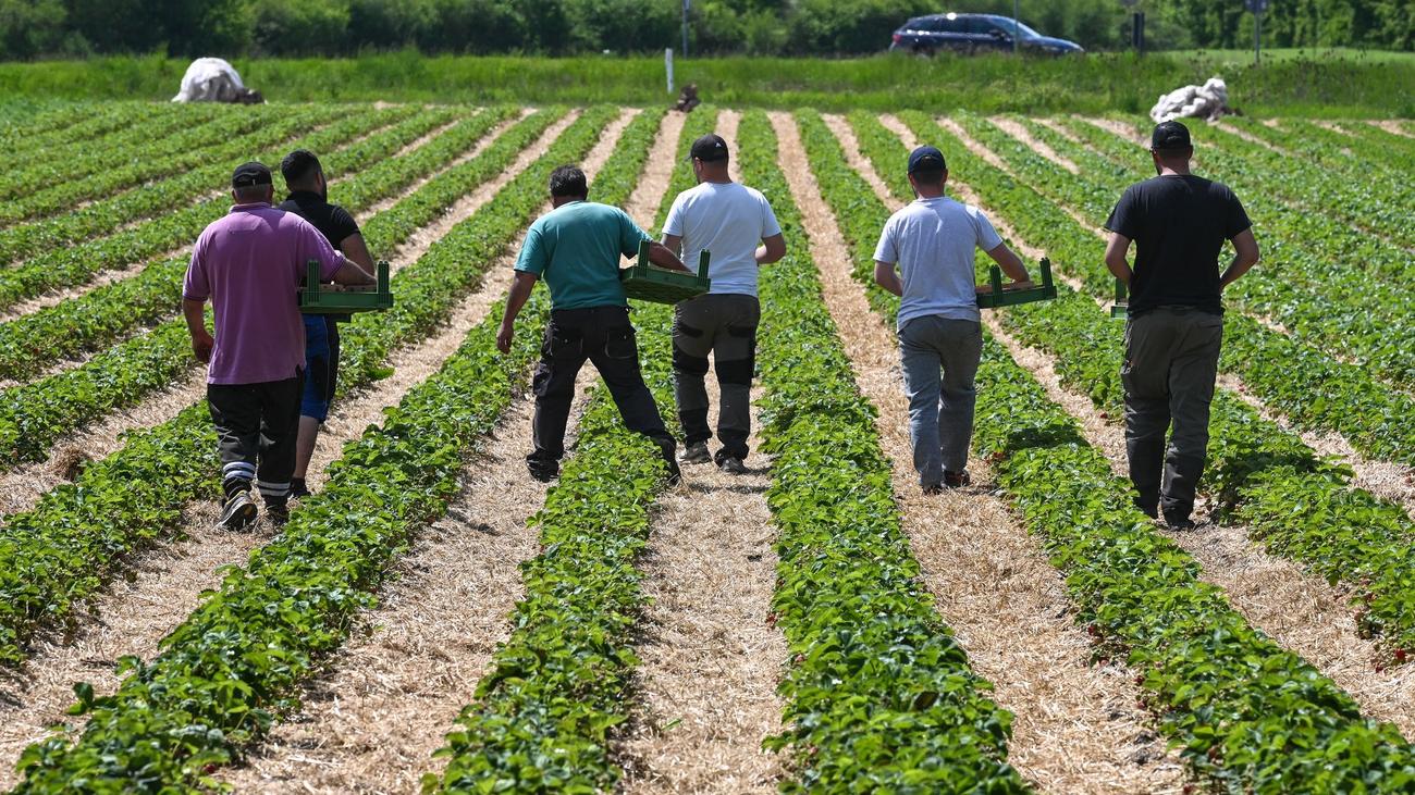 Arbeitsmarkt: Immer mehr Erntehelfer kommen aus dem Ausland