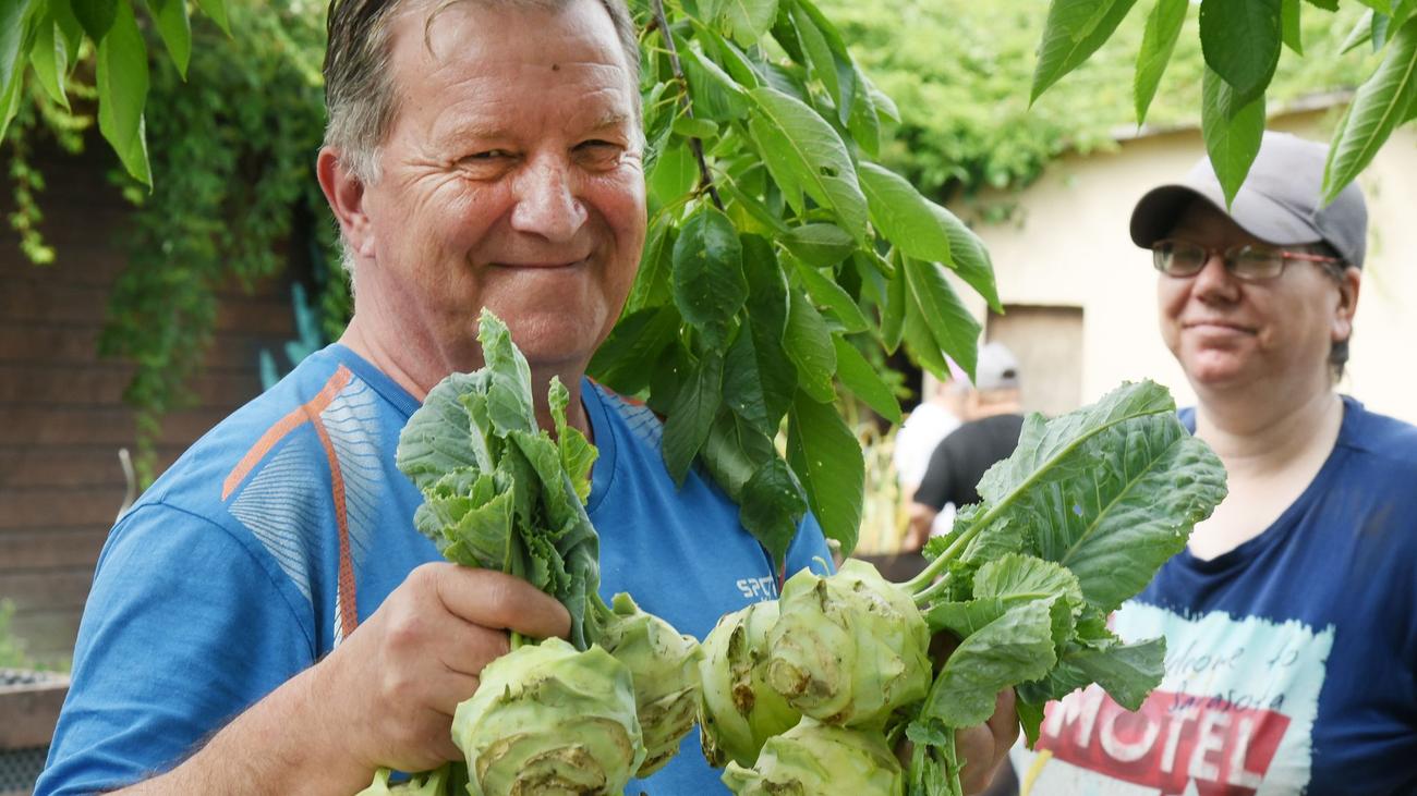 Soziales: Kohlrabi ernten, um Teil der Gesellschaft zu bleiben