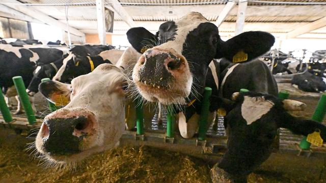 Landwirtschaft: Saisonkräfte aus dem Ausland bleiben für Ernte unentbehrlich