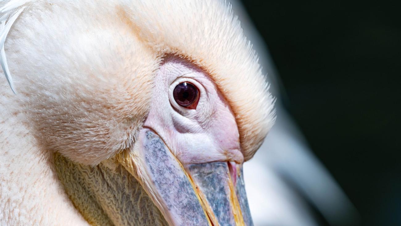 Landeszootag in MV: Steigende Kosten belasten Zoos in MV