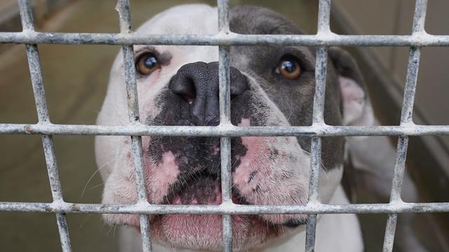 Kampfhunde: Tod von Kind nach Hundebiss: Land prüft Gesetzes-Änderungen