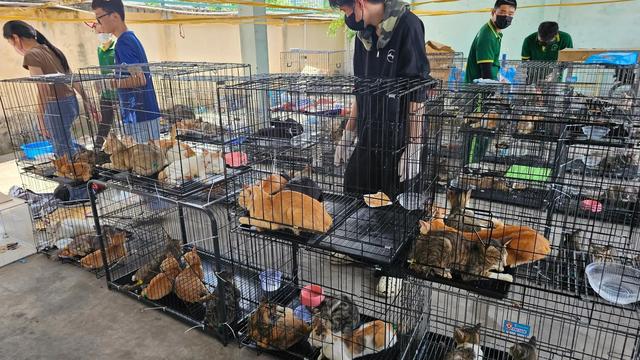 Razzia gegen Tierdiebe: Katzen auf dem Teller: Vietnams Esskultur im Wandel