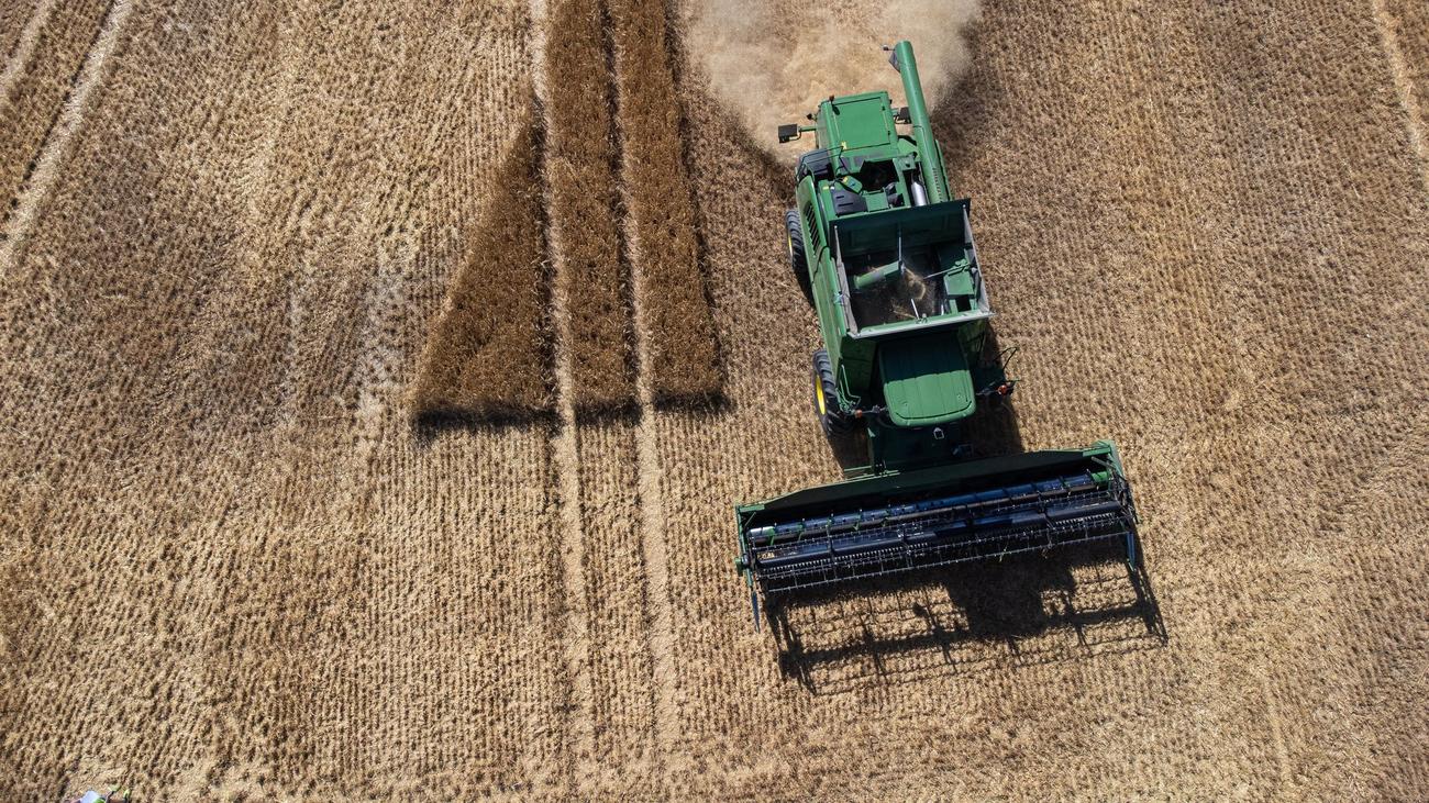 Ernte: Machen Hitze und Trockenheit dem Weizenland Hessen Probleme?
