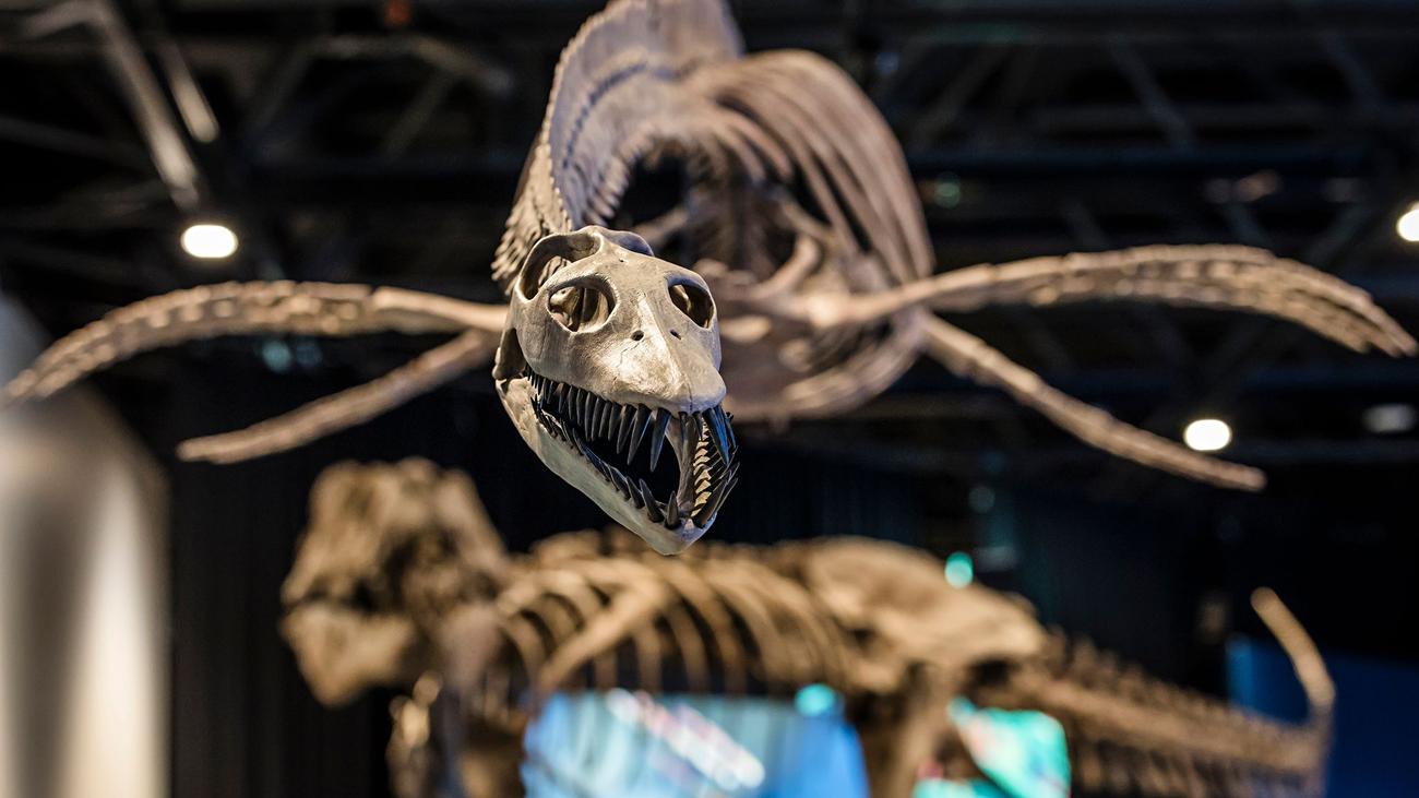 Pflanzenwelten: Neue Ausstellung zeigt NRW als Heimat urzeitlicher Giganten