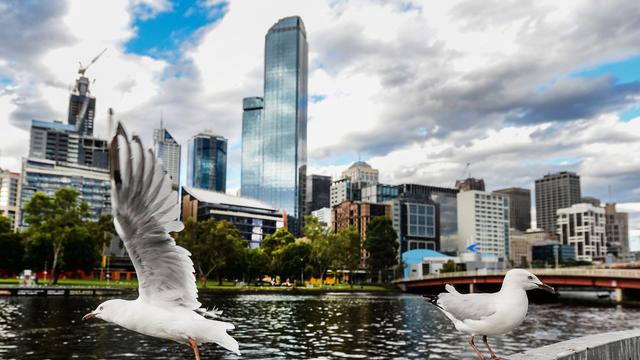 H5N1 in Down Under: Sorge um Australiens Tierwelt: Vogelgrippe breitet sich aus