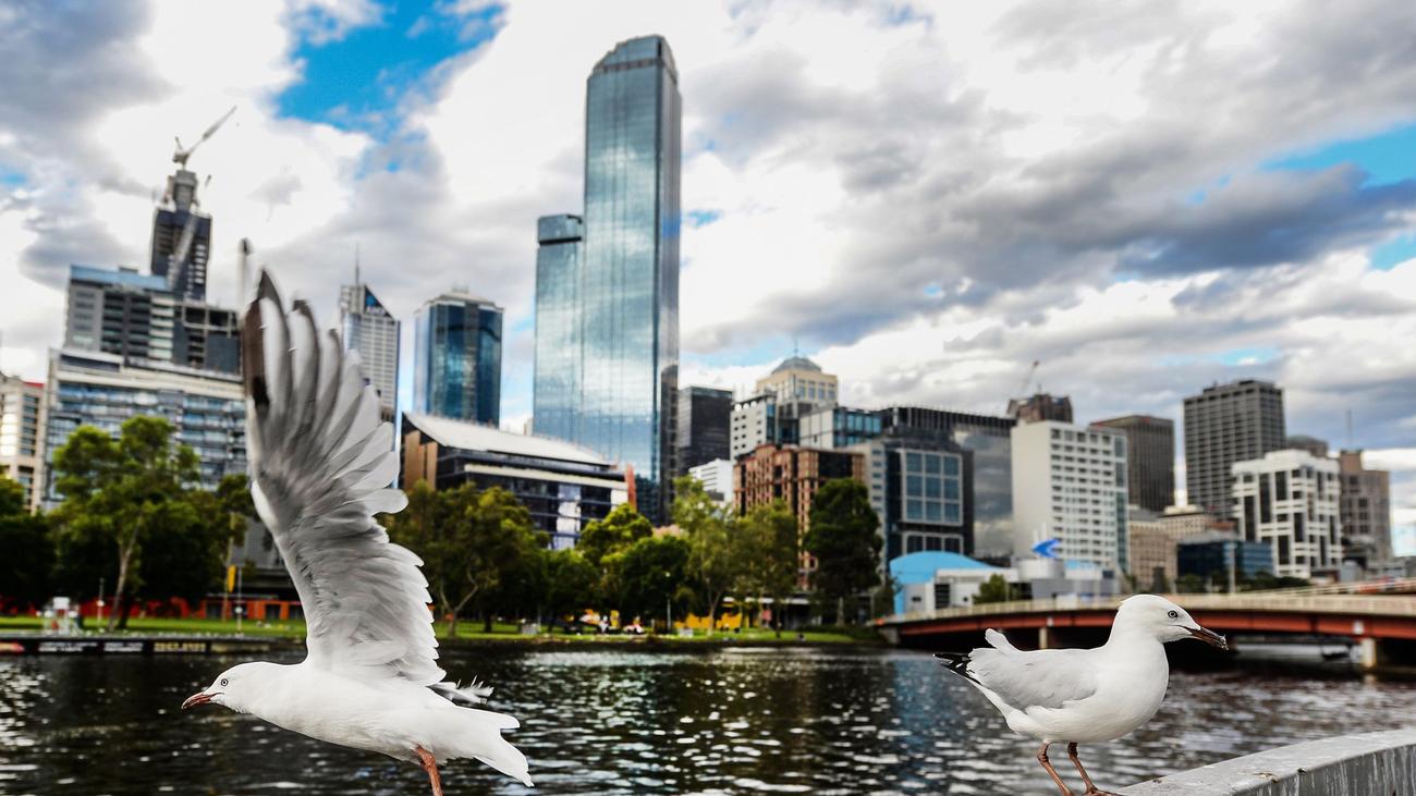 H5N1 in Down Under: Sorge um Australiens Tierwelt: Vogelgrippe breitet sich aus