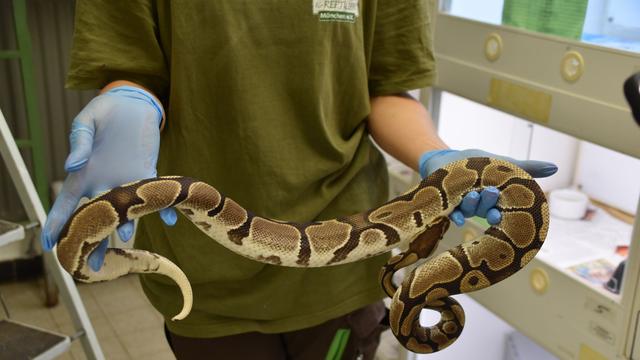 Tierquälerei: Unbekannter setzt Riesenschlangen in München aus