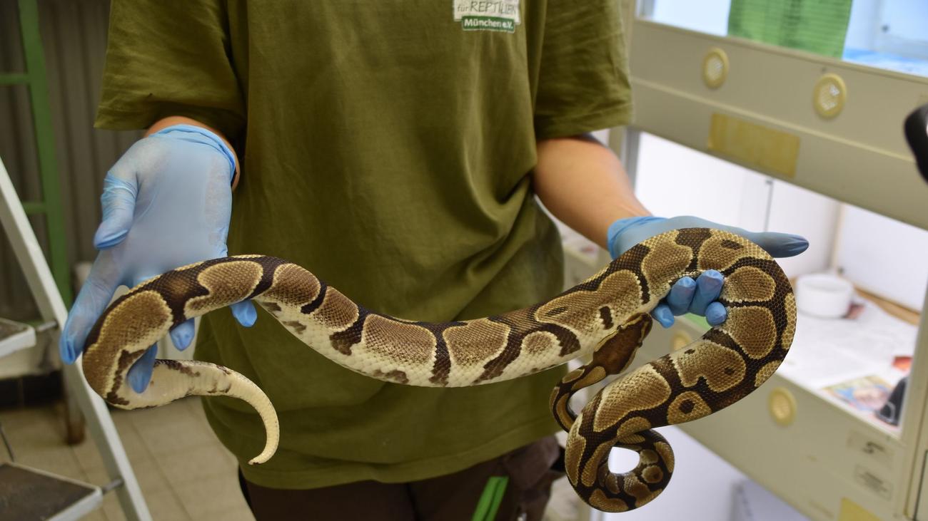 Tierquälerei: Unbekannter setzt Riesenschlangen in München aus