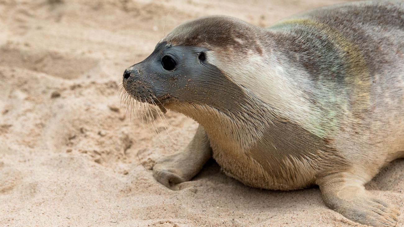 Tierrettung: Verletzter Seehund am Hamburger Elbstrand entdeckt