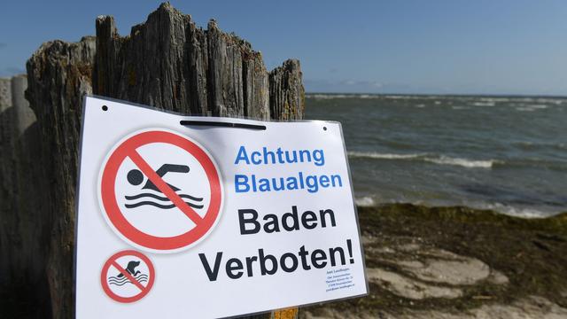 Badeseen: Warnung vor Blaualgen und Zerkarien in Badegewässern