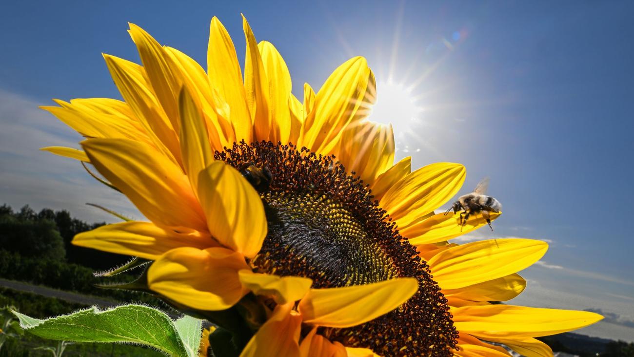 Sieben Jahre Rettet die Bienen: Wo Bayerns Artenschutz hinter den Erwartungen zurückbleibt