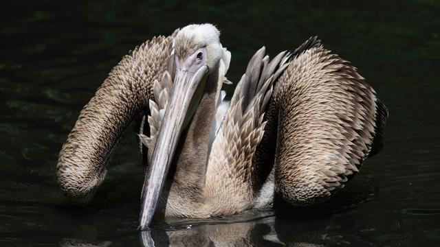 Stralsunder Pelikan: Zoodirektor: «Von Nordhessen nach Vorpommern machbar»