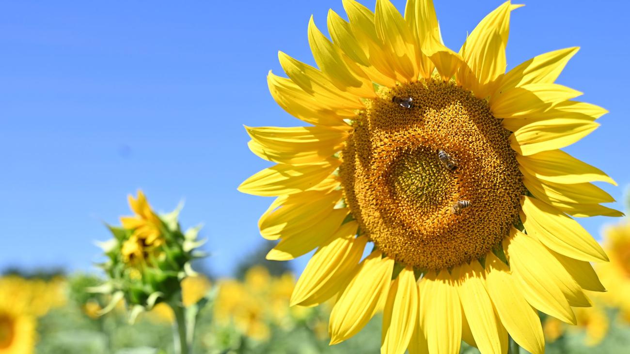 Sommerhitze: Neue Hitzerekorde? Nächte werden wieder tropisch