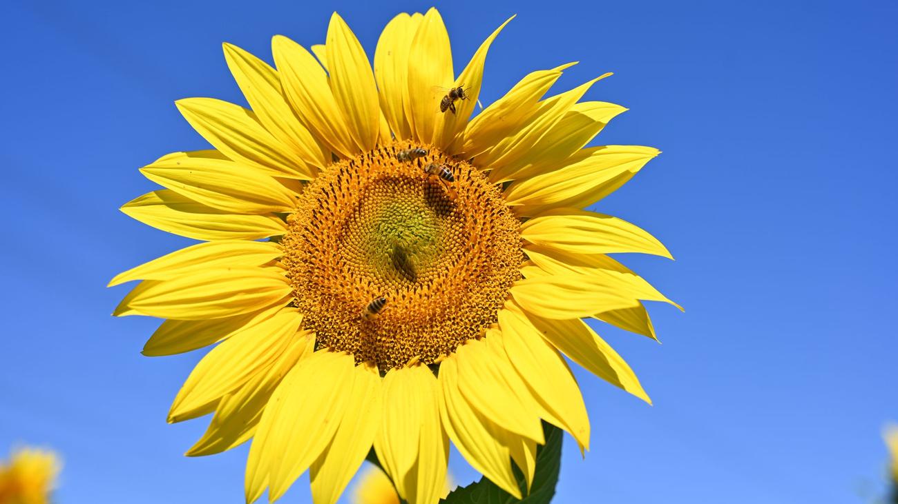 Wettervorhersage: Sommerhitze bleibt - Temperaturen bis zu 36 Grad