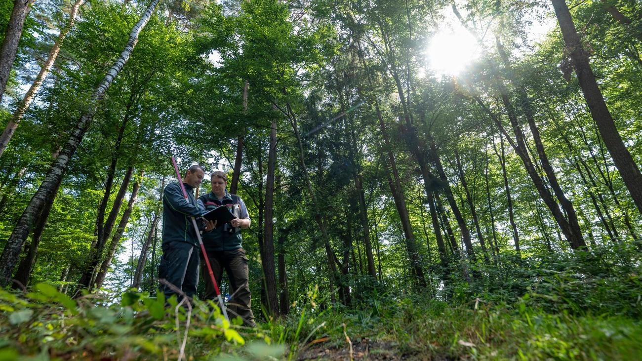 Bäume im Blickpunkt: Käfer, Pilze, Blattverlust - 16.000 Bäume werden untersucht
