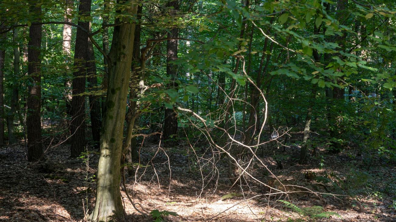 Wetter: Temperaturen und Waldbrandgefahr steigen