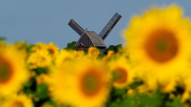 Fotografie: Sonnenblumen leuchten auf einem Feld in der Sonne vor der Bockwindmühle Beelitz in Brandenburg.
