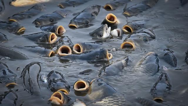 Heat stresses fish in Saxony's waters, anglers advised to pause fishing