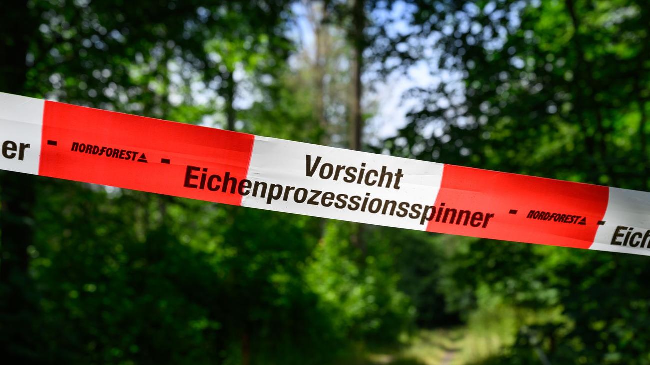 Eichenprozessionsspinner: Spreewald-Gewässer wegen Giftraupen dicht - Minister beraten